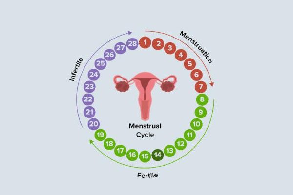 Menstrual-Cycle