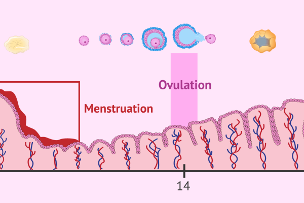 menstruation-ovulation-endometrium
